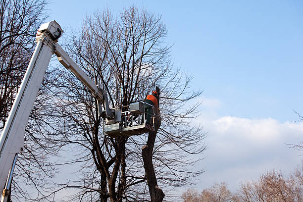 Trusted Troy, OH Tree Care Experts