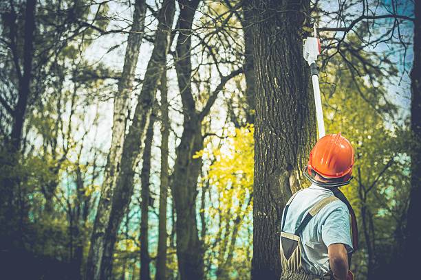 Best Tree Trimming and Pruning  in Troy, OH
